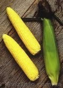 Сахарная кукуруза круглый год. #352182