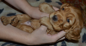 Продаются рыженькие щенки английского кокера-спаниеля! #339236