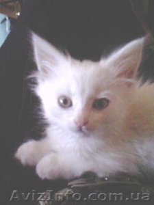 турецкая ангора #353093