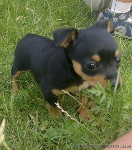 русский той тереьр чистопородные щенки #360928