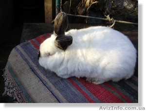 Продам кроликов элитных пород #341545