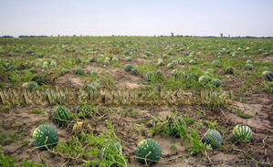 Арбуз оптом с поля #341333