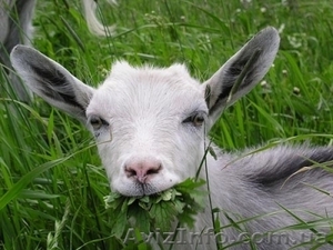 Продам молочных коз #352168