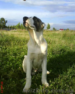 Щенки алабая от чемпиона АК-бай троян плюс #346994