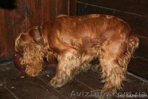 Куплю щенка англ.коккер-спаниэля(чистокр.) мальч. рыжего до 1.5 мес. #358934
