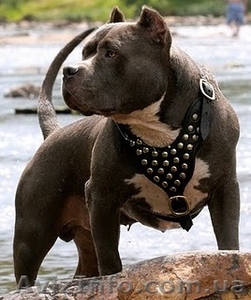 Дрессировка собак индивидуально #340011