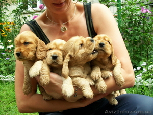 щенок Английского кокер-спаниеля #356988