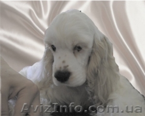 Американский кокер-спаниель щенки #361563