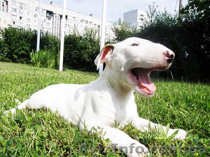 щенки бультерьера стандартного #358990