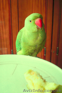 продам недорого ожерелового попугая  #345521