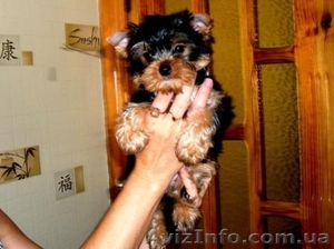 Высокопородный щенок Йорка - мальчик. #365064
