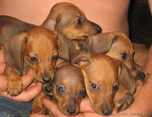 Щенки стандартной таксы #363364