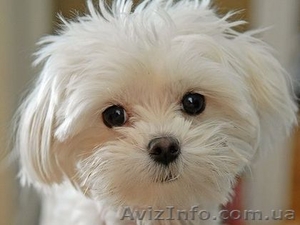 Готовы к продаже Мальтийские болонки #339497