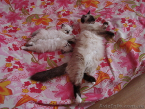 Котята - мальчик и девочка #343841