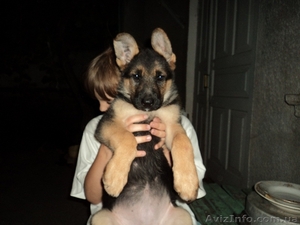 Классные породные щенки немецкой овчарки!  #368372