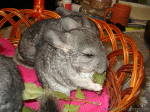 Шиншил молодняк девочек #304604