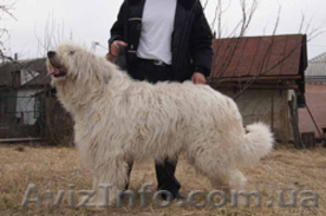 Подрощенные щенки Южнорусской овчарки (ЮРО,  южак) #349724