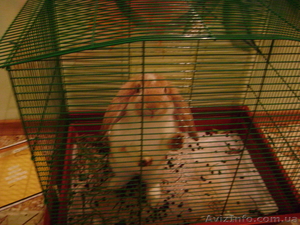 Продам недорого красивую крольчиху #343975