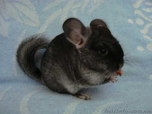 продам шиншилл(черный бархат) #351615