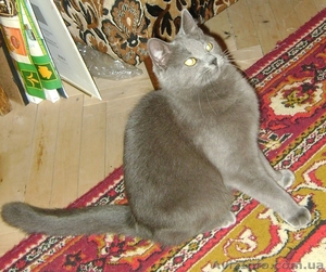 Срочно! Кошка ищет новых хозяев! #349100