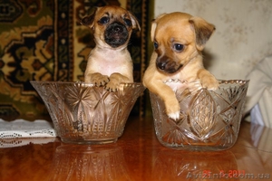 Продам щенков той терьера #350156