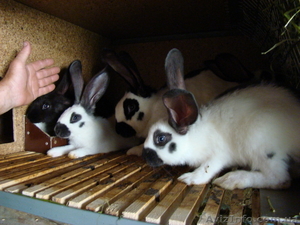  кролики, супер.розводятса в отличных условиях #358539