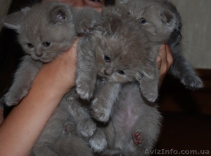 Шотландские прямоухие, вислоухие и хайленд #351557