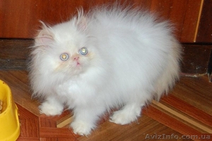 Котята персидские чистопородные     #369096