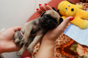 продам щенков породы мопс #343587