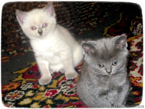 ПРОДАМ шотланского котенка (мальчик) колор-поинт страйт #340266