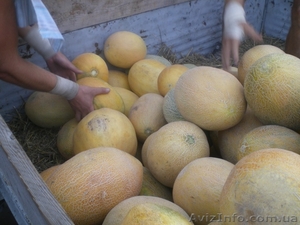 Продажа арбуз,  дынь оптом #352757