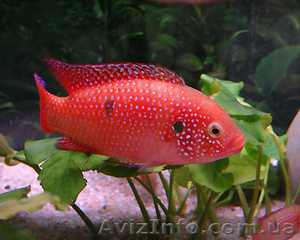 Хромис красный (Hemichromis lifalili).  #356659