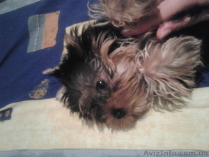 Щеночек йоркширского терьера. #345513