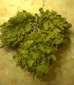 Дубовые веники для бани  #360432