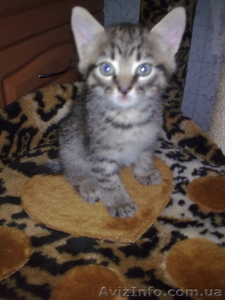 Подарю котяток!) #342266