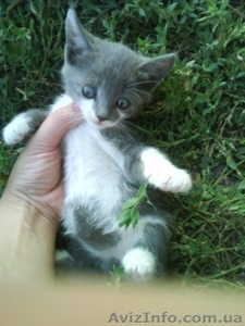 Котенок девочка #350519