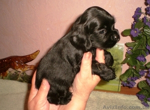 Американский кокер-спаниель #341045