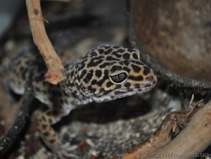 Продажа детенышей эублефар по низкой цене. #302067