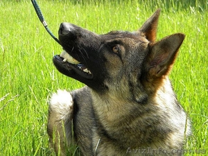 Перспективные щенки от экстеръерных,  рабочих родителей #353581