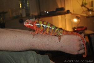 Продажа пресмыкающихся животных #265527