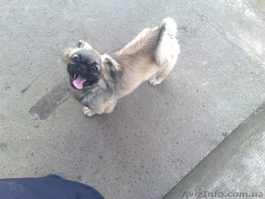 Продам Щенка  пекинеса #350688