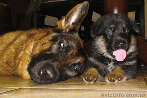 Щенки немецкой овчарки 1800UA #348877