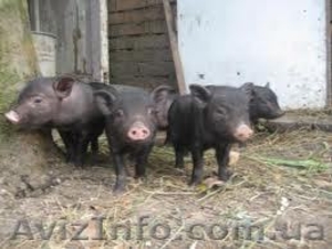 Продам поросят вьетнамской породы #352163