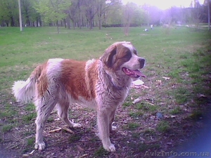 Шикарный парень сенбернара ищет невесту #342545