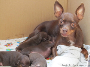  продам щеночков той-терьера #364120