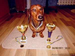 Щенки стандартной гладкошерстной таксы #353167