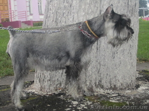 Щенки миттельшнауцера #350157