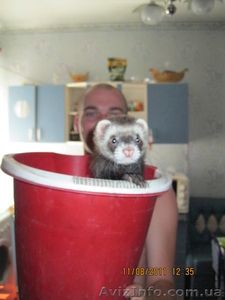срочно продам малыша красавца #355717