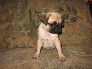 Продам щенка мопса (кабель) #348546