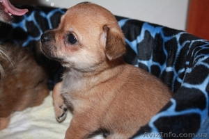 Продам щенка чихуахуа,  кобель #366358